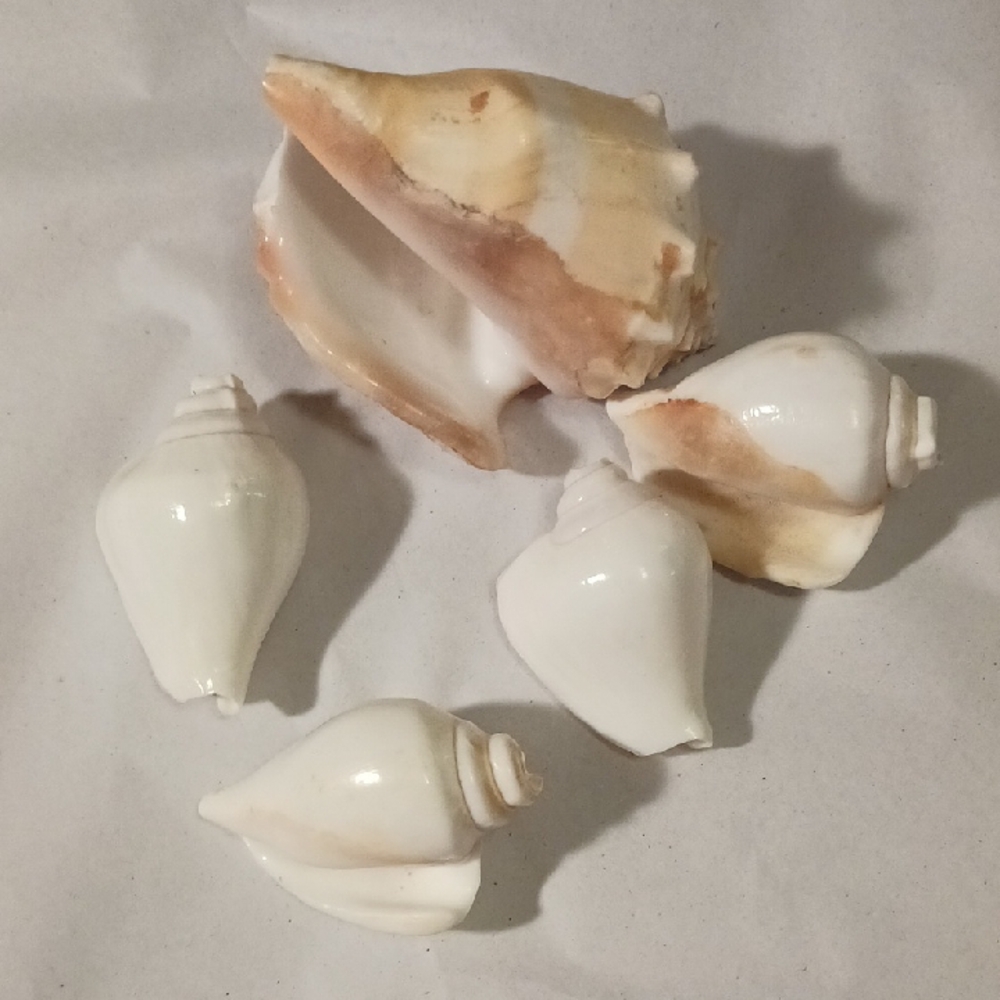 Coastal White and Tan Seashell Collection